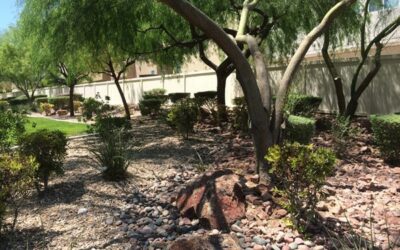 Xeriscaping With Trees in Your Yard