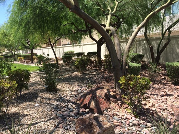 Xeriscaping With Trees in Your Yard